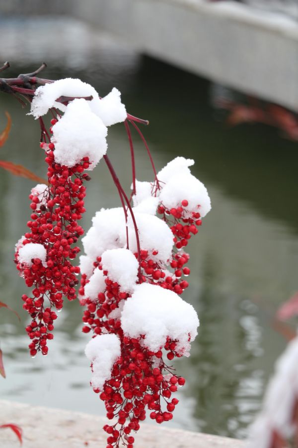 ����С��ӭ��ѩ  ���_��ɫ������